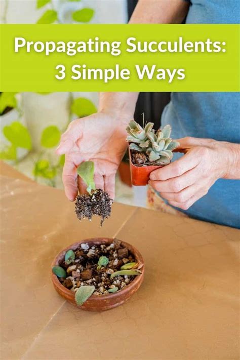 How to Propagate Succulents (3 Simple Ways!) | Joy Us Garden