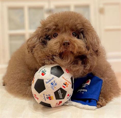 'World's cutest dog' is completely round: 'When I have a bad day, I ...