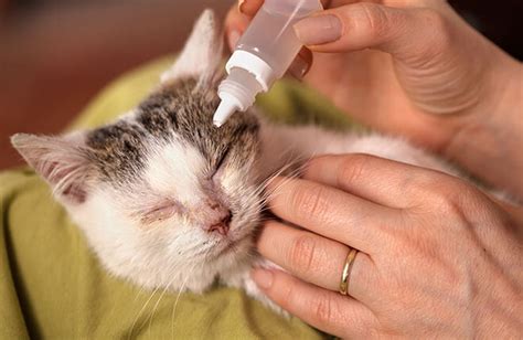 how to treat cat conjunctivitis at home