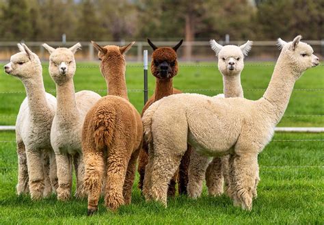 alpaca day september   national today