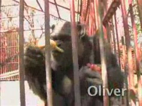 Humanzee Oliver Documentary