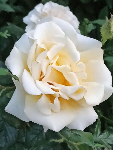 Yellow Park Rose