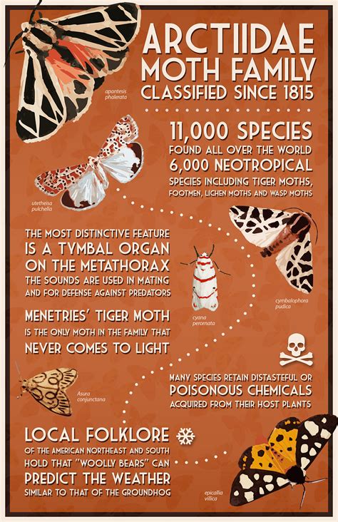 Moth Factsheet on Behance
