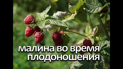 Малина во время плодоношения. Что нужно малине во время плодоношения ...