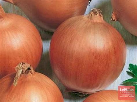 Лук репчатый 'Стригуновский местный' — описание сорта, характеристики ...