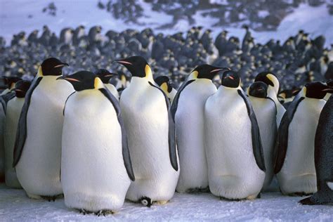 World's Second Largest Penguin Community In Antarctica Is Disappearing