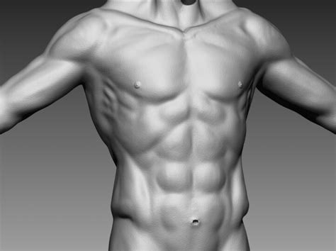 ArtStation - Torso Studies