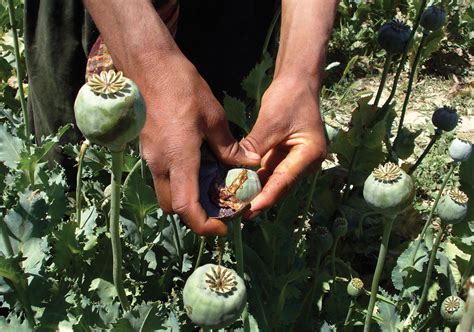 opium poppy | Description, Drugs, & Seeds | Britannica