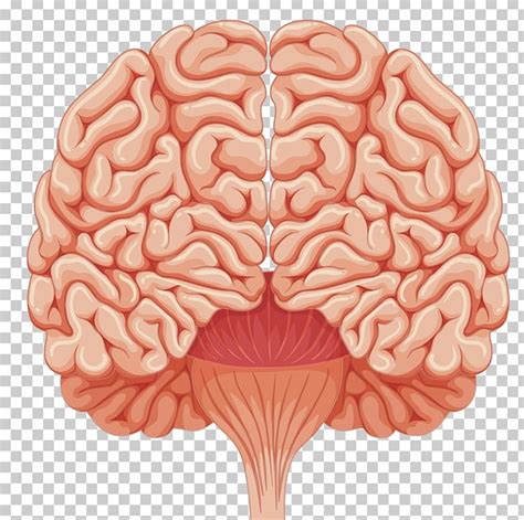 cns clipart 10 free Cliparts | Download images on Clipground 2025