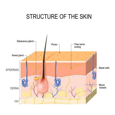 Dead Skin: Overview and More