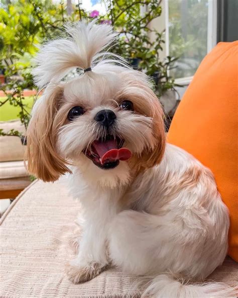 shih tzu colors  markings explained