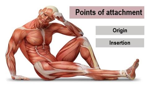 Deltoid Muscle Origin And Insertion