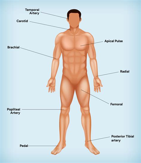 How to assess pulse points as an RN