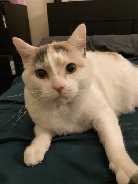 Best Calico Cat Posts - Reddit
