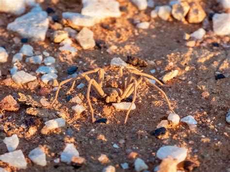 Six Eyed Sand Spider Facts (and photos) - The Spider Blog