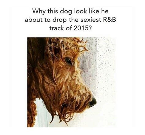 meme    guy viral viral