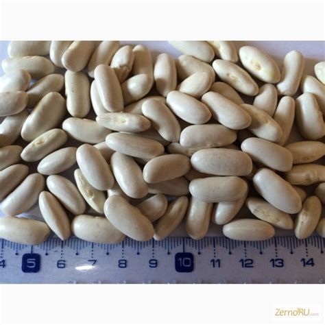 Продам маш и фасоль из Аргентины, купить маш и фасоль из Аргентины ...