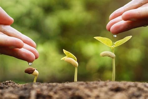 Полезные бактерии на службе у дачника | sotki.ru | Agricultura, Foto