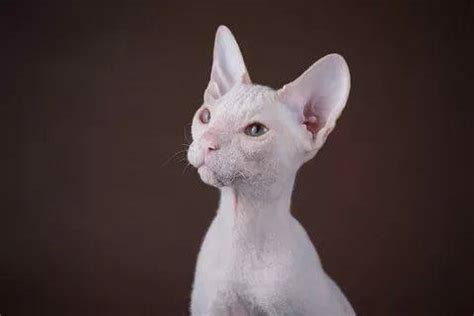 Смешные Коты Сфинксы