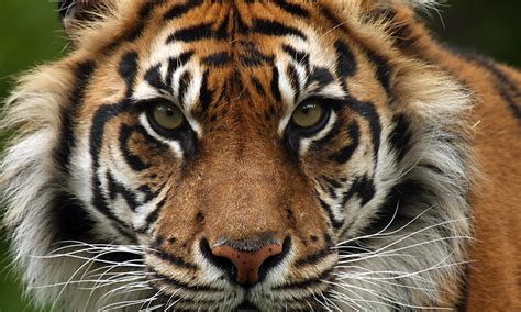 Sumatran Tiger | Species | WWF