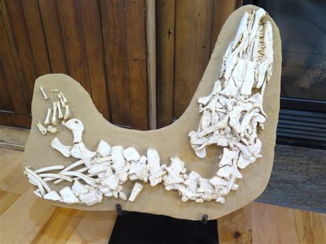 Full Dinsaur Skeletons for Sale