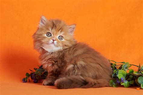 Длинношерстный шотландский кот прямоухий - картинки и фото koshka.top
