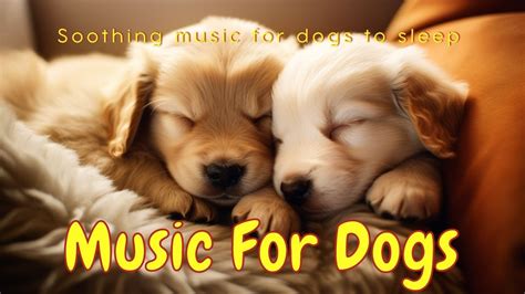 Soothing music for dogs to sleep | 8 Hours Music Therapy for Dogs ...