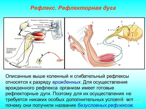 Презентация на тему: "Рефлекторный принцип работы нервной системы ...