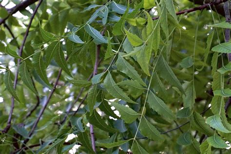 Azadirachta Indica (Neem Tree) Properties and Uses | Treeworld Wholesale