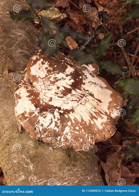 Large White And Brown Bracket Fungus Fungi Growing On Dead Tree Royalty