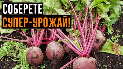 Как угодить свекле? Полезные наставления! - YouTube