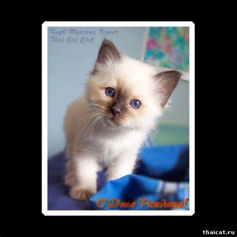 ТАЙСКИЕ КОШКИ И КОТЯТА. Клуб Тайских Кошек - Подарки-открытки