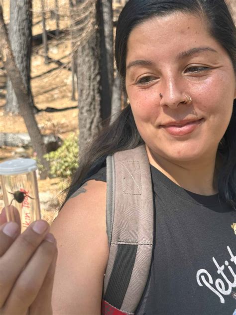 Wildfires make bumble bees bigger, more abundant - The Wildlife Society