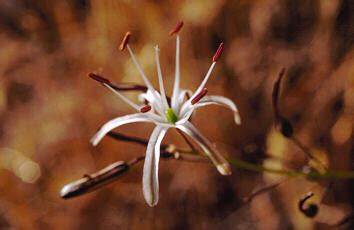 Natural Perspective: Soap-plant (Lily Family)