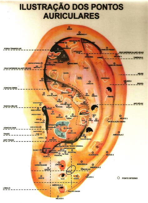 Pontos Auriculoterapia Emagrecer