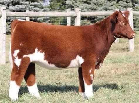 pin  cristina shearer  show cattle show cows showing livestock