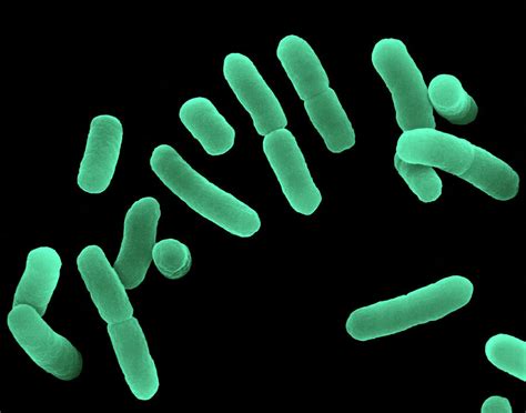 lactobacillus spp lactobacillussppg