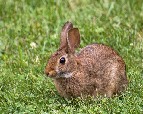Native Animal Profile: Appalachian Cottontails