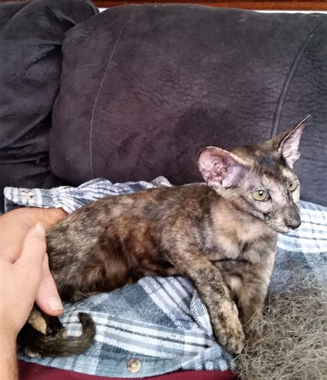 Oriental Shorthair at Monrovia Cattery