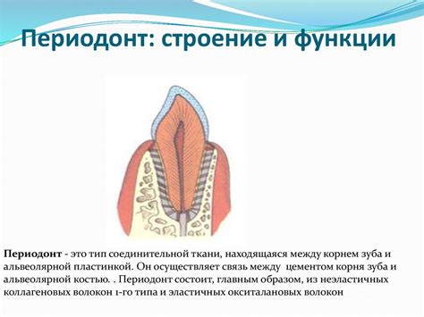 Эргономика в стоматологии. Структура и организация стоматологической ...
