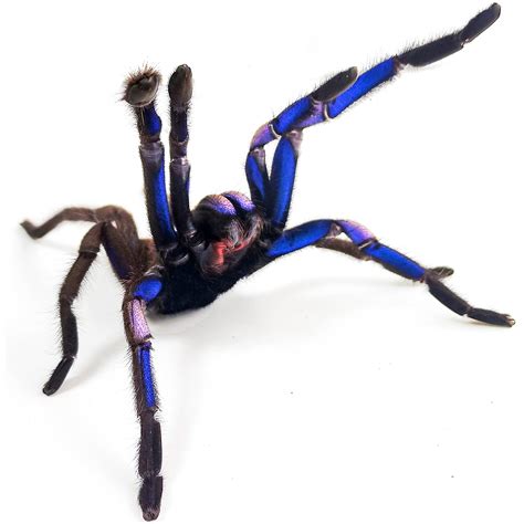 Electric Blue Surprise: Dazzling Tarantula Discovery in Thai Mangroves