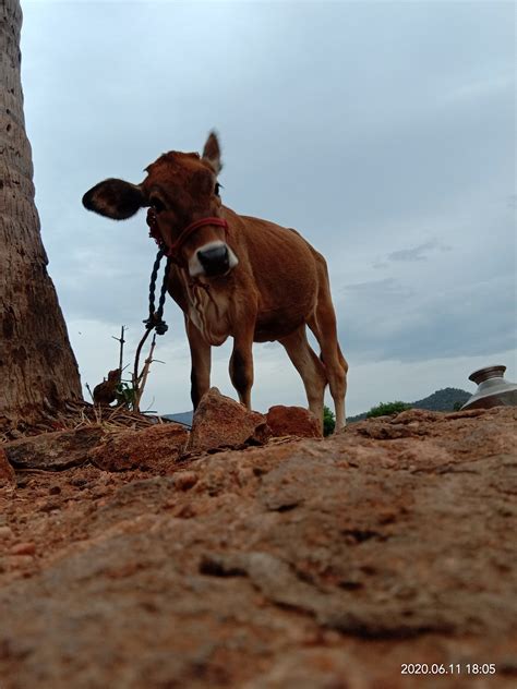 Calf Little With - Free photo on Pixabay - Pixabay