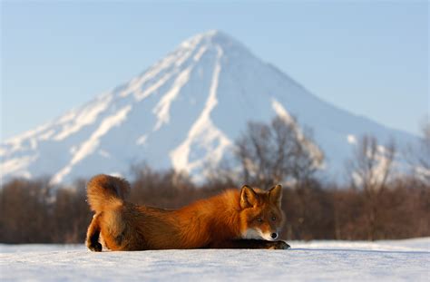 Новые старые снимки Кузи.: shpilenok — LiveJournal