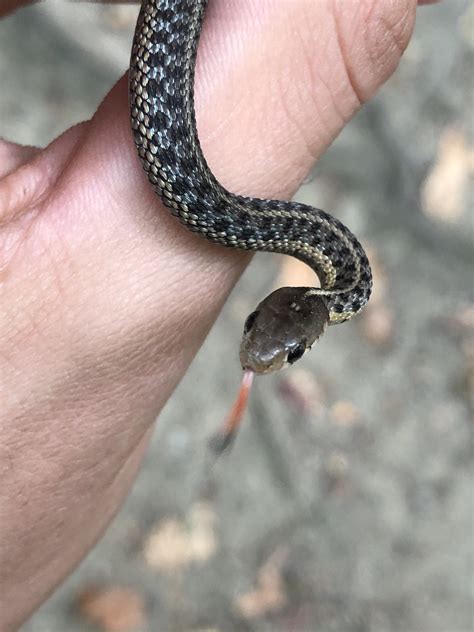 Baby Eastern Garter Snake Common Gartersnake – Florida Snake ID