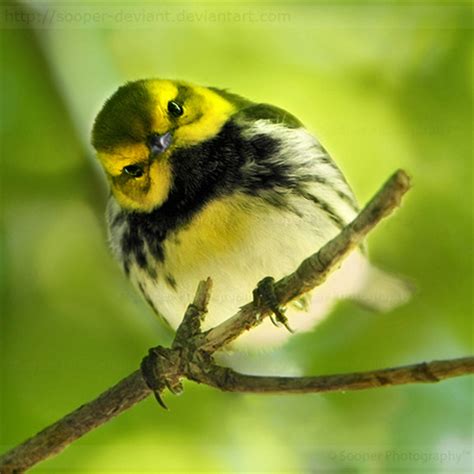 Фото Желто-зеленая птичка с черной грудкой на ветке, Sooper Photography