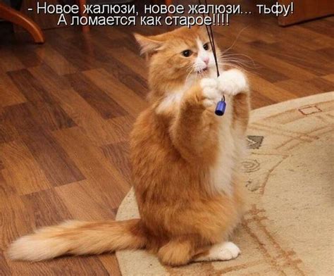 Прикольные картинки с котами (35+ фото) • Топ Картинки