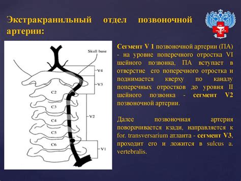 Кровоснабжение головного мозга - презентация онлайн