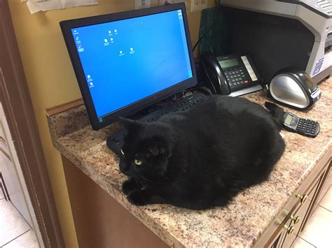 canton animal hospital canton mi 2