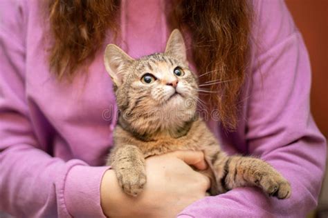 Funny cat smilling stock image. Image of breed, cute - 211363357