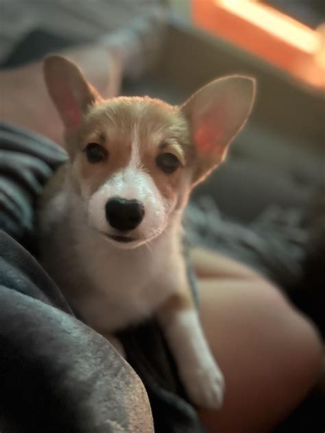 I was already a proud owner of a Lowrider pup (Dachshund). Now I’m a proud owner of two! Meet